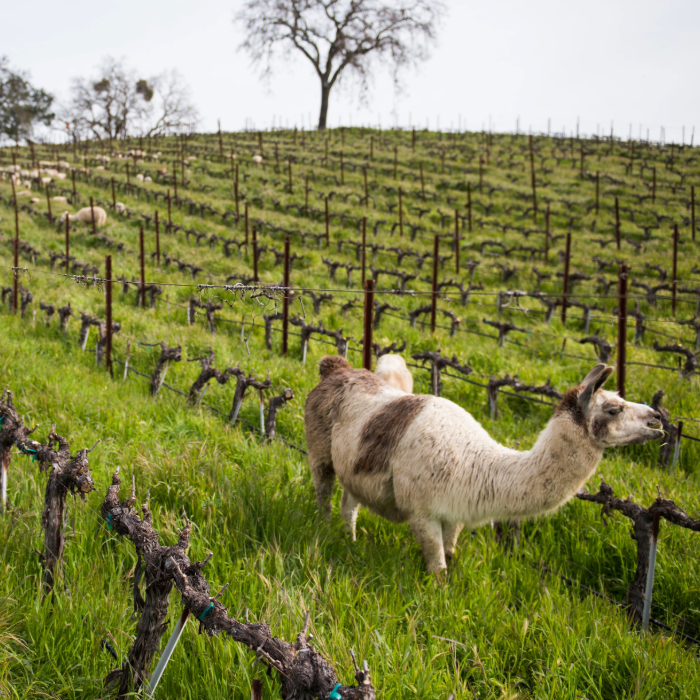 Tablas Creek Release 6-Wine Kit