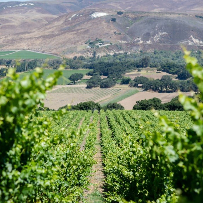 SAMsARA Release 6 - Wine Kit - Master The World Wines