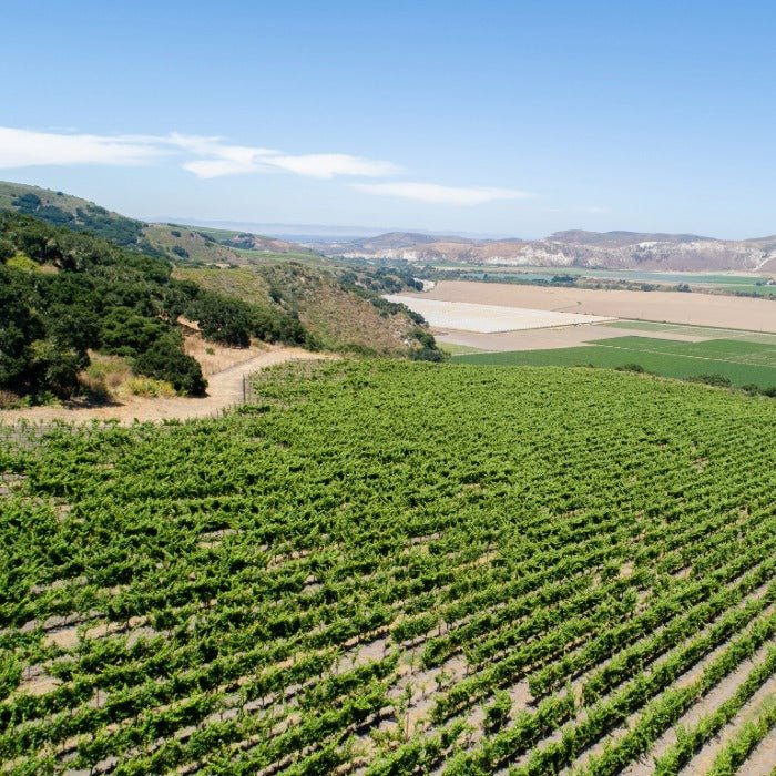 SAMsARA Release 6 - Wine Kit - Master The World Wines