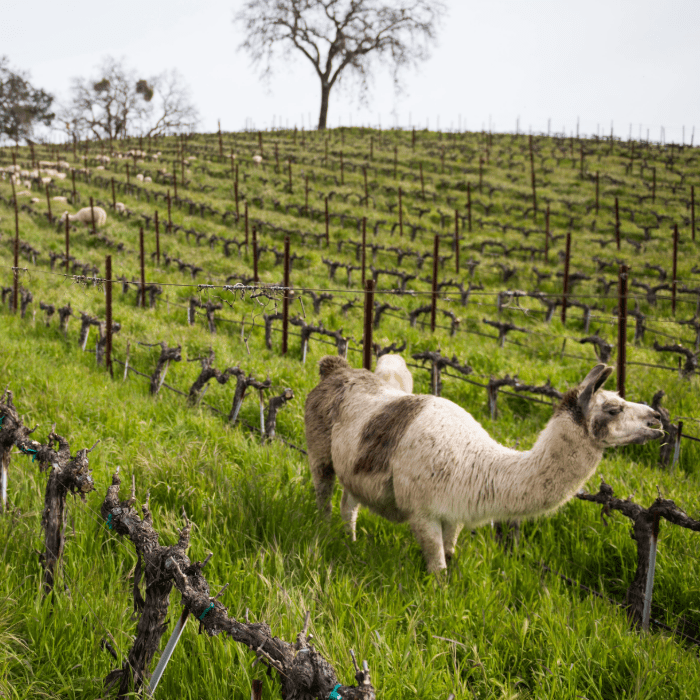Tablas Creek Release 6 - Wine Kit - Master The World Wines
