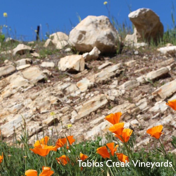 The Wine Atlas Collective: 8 Wineries from America's Top Wine Regions - Master The World Wines